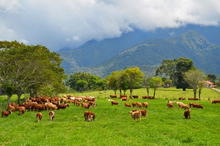 Taman Nasional Alas Purwo